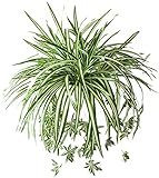 人工シルクOrchid Spider Plant Hanging Bracketplant ( 3個)