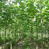 500 seeds paulownia seeds New forest tree balcony plants for home garden, fast growing tree