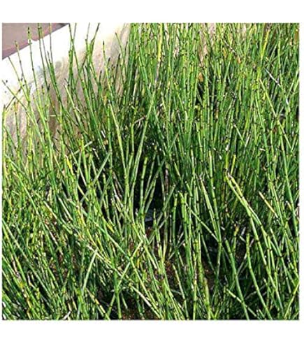 【ジャパンデイスタイルの和モダンに】オオトクサ 大木賊 大砥草 楽天市場】【送料無料】砥草 トクサ 観葉植物 9cmポット 1個売り