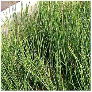 Amazon Co Jp 山野草 ヒメトクサ 姫砥草 １ポット ホーム キッチン