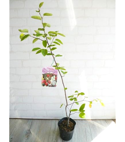 ◆ジューンベリー　株立◆純白の花いっぱい◆シンボルツリー◆大株‼️◆注意事項確認 Amazon.co.jp: ◇ジューンベリー 株立◇ 白の花いっぱい◇シンボル