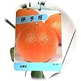 みかん 苗木 伊予柑 13.5cmポット苗 いよかん ミカン 苗 蜜柑