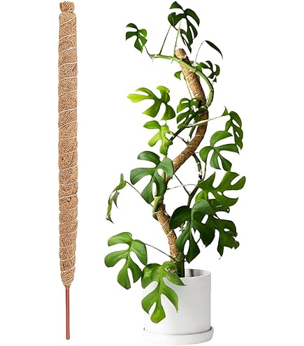 Amazon | Meindin モンステラ 支柱、つる植物 支柱、観葉 植物