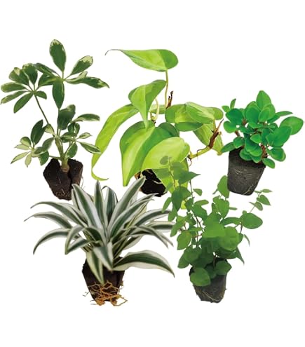Amazon｜ドロソフィルム ルシタニクム 7.5cmスリット植え 2株｜観葉