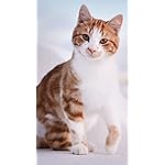 猫 iPhone8,7,6 Plus 壁紙 拡大(1125×2001) Katzen des Suedens 2023: Kalender 2023 猫 iPhone8,7,6 Plus 壁紙 拡大(1125×2001) Katzen des Suedens 2023: Kalender 2023