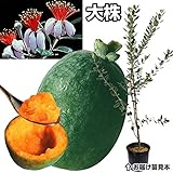 国華園　果樹苗　フェイジョア　マリアン大株　1株【※発送が国華園からの場合のみ正規品です】