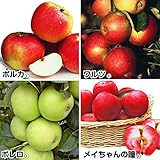 国華園　果樹苗　リンゴ　バレリーナツリーセット　4種4株