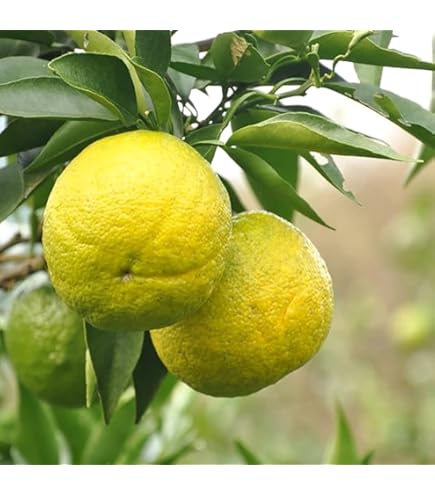 Amazon.co.jp: 種なしライム 【フレーバーグリーン】 3年生