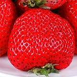 国華園　いちご苗　あかねっ娘　3株【※発送が国華園からの場合のみ正規品です】