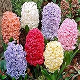 国華園　秋植え球根 ヒヤシンス7種セット 7種21球(各3球)【※発送が国華園からの場合のみ正規品です】