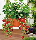 すずなりいちご9cmポット苗/お買い得3個セット(10月～11月が植え時の多収穫四季成りいちご!家庭菜園でもしっかり沢山とれる!甘くて香り抜群で育てやすい!)【野菜苗9cmポット×3個/即出荷】【送料