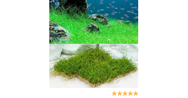 時間指定不可 水草 巻きたて ロックウール付 ヘアーグラスショート ミニ流木 水上葉 無農薬 1本 640円 Sarozambia Com 時間指定不可 水草 巻きたて ロックウール付 ヘアーグラスショート ミニ流木 水上葉 無農薬 1本 640円 Sarozambia Com