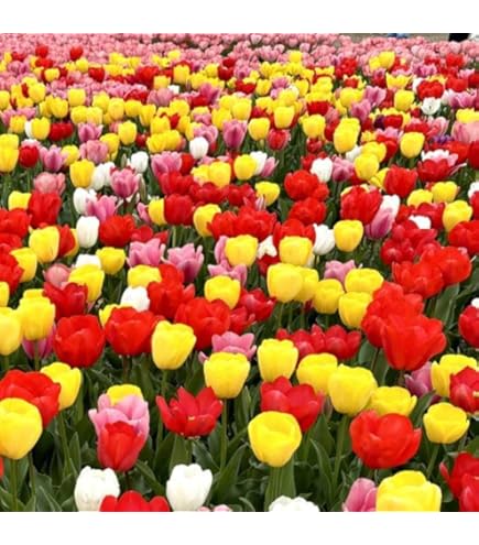 Amazon.co.jp: チューリップ 球根 ミステリーバレー 2球 八重咲き