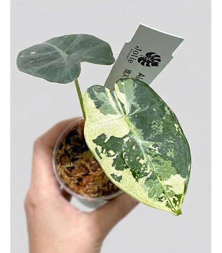 アロカシア　メロ斑入り　子株　抜き苗 Amazon｜観葉植物 アロカシア メロ 抜き苗 栄養繁殖株｜観葉植物