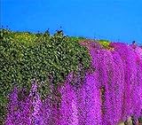 100pcs Aubrieta Seeds rare Rock Cress Flower seeds Diy plant bonsai Seed Perennial Plants For Home G