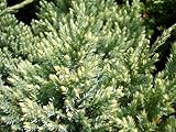 コニファー ドリームジョイ （小）ポット苗 庭木 グランドカバー