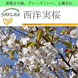 SAFLAX - Garden to Go - 西洋実桜 - 10 個の種。- 素焼きの鉢、グレーズトレー、鉢植え用土壌、肥料を含みます - Prunus avium