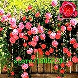 Flowers seed for garden Climbing Rose 50pcs floer GREAT PROMOTION Plants planters Bonsai b