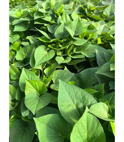 Amazon.co.jp: 無農薬 さつまいもの苗 シルクスイート 安納芋 苗 8本
