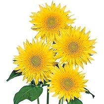 Amazon.co.jp: 花の種モネのひまわり 30粒 レモンイエローの