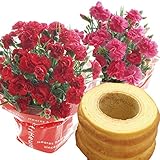 2017母の日ギフト　カーネーション花鉢とバウムクーヘンのセット　5月10-14日の期間でお届け