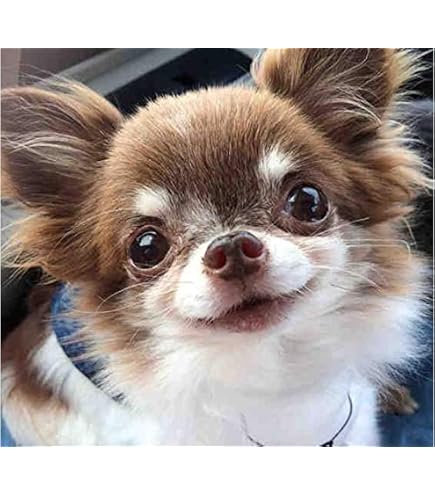 Amazon | 5DDIYダイヤモンドペインティングキットチワワ犬クロス