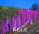 Rock Cress, 100 Pieces/pack Aubrieta Cascade Purple Flower Seeds, Superb perennial ground cover for 