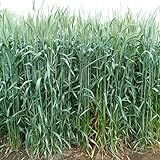 [Amazon限定！]牧草種子：ライ麦 ハルミドリ 2kg[タネ][10～12月まき][硬盤破砕、敷ワラ、防風]