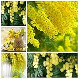 20ゴールデンミモザ種子アカシアBaileyanaイエローワトル木の花の種