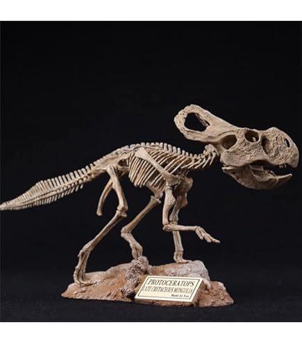 Amazon | VWUVWU 1/20 サイズ スコミムス 恐竜 絶滅 古生物 化石