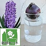 ヒヤシンスの水栽培セット：ピータースチューブサント（紫）とガラスポットショート[ジャンボ球] ノーブランド品