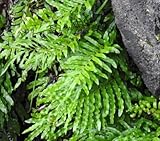 Blechnum minus - Soft water fern - 10 seeds