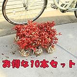 庭木：南天（お多福南天・小）　お得な10本セット！