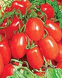 赤いトマトの種子ミッキーマウスは、有機栽培された家宝NON-GMO