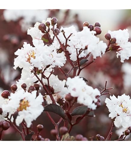 Amazon.co.jp: 種 サルスベリ ブラックパール ライトピンク 樹高1.9m位