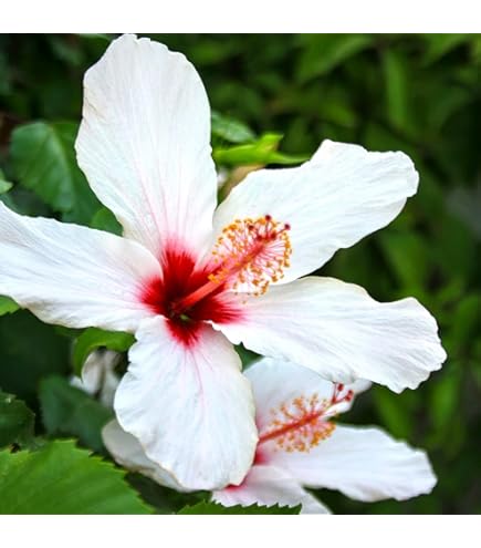 Amazon.co.jp: ハイビスカス 一重咲き 2色寄せ植え ニューロング