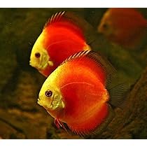 レッドピジョンディスカス 約13～14cm たぶんオス