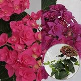 あじさい苗　【ビビアン苗木】　5号鉢　あじさい　アジサイ　紫陽花　花鉢植え　花