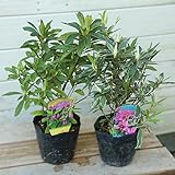 庭木苗：オオムラサキツツジ　金星or銀星 (銀星)