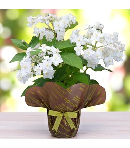 Amazon.co.jp: 母の日ギフト 紫陽花：アジサイ “万華鏡”*ラッピング付