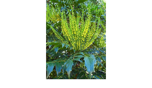 Amazon 冬場に咲く豪華花 マホニアチャリティー樹高1 2m前後 植木