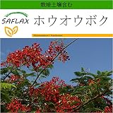 SAFLAX - ホウオウボク - 6 種 -　より良い栽培のための土壌を含みます - Delonix regia