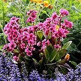 ベルゲニア[ヒマラヤユキノシタ]：フリート3.5号ポット（メリクロン苗）[日陰向き]