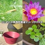 (ビオトープ/睡蓮)はじめての熱帯性睡蓮セット 睡蓮 紫+鉢450レッドベリー+ヒメダカ+浮草他 説明書付 本州・四国限定[生体]