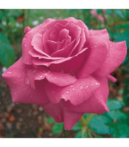 ルナルイです♪複数割引！紫雲 パパメイアン マドーナ バラ苗 薔薇