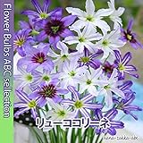 ★【色鮮やか】 リューココリーネ 5球 【オランダからの花便り】 【秋植え球根】