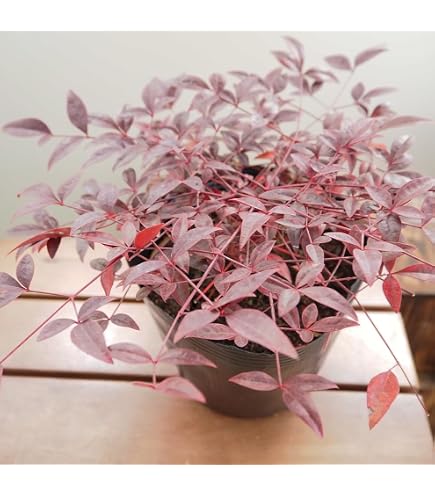 Amazon.co.jp: マホニアコンフューサ 鉢植え 常緑樹 細葉