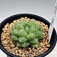 多肉植物：ハオルチア 光るオブツーサ*S