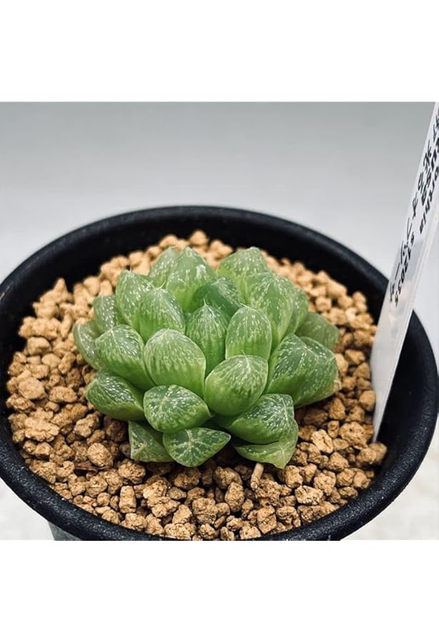 多肉植物ハオルシア 美しい種類と育て方のコツ | , 日本ハオルシア協会