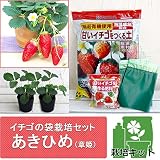 【ノーブランド品】イチゴの袋栽培セット：ベルポットとイチゴ苗／あきひめ（章姫）[大実イチゴ　細長いのが特長]